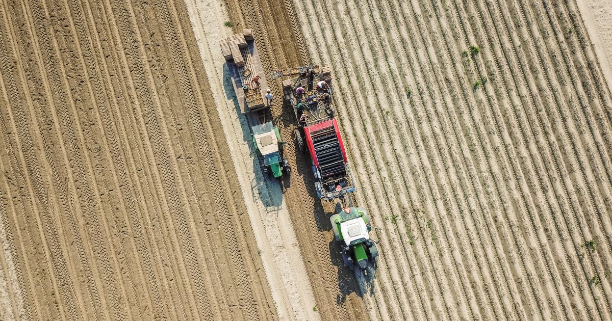 Potato Innovators since 1898 › HZPC