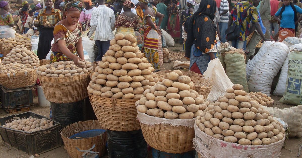 Hybrid potato breeding › HZPC