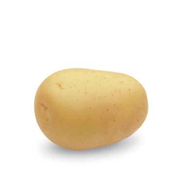 その他 POTATO 2018.01~2019.02,10 Amazon.com: Zyliss E910025 Potato and Vegetable Chipper